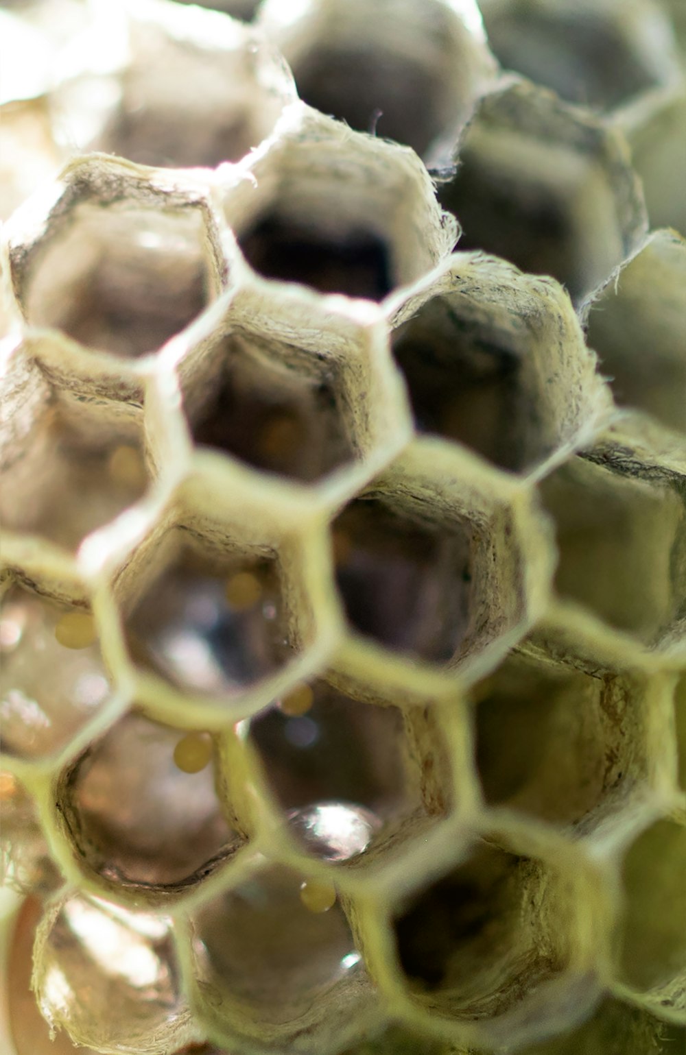 a close up of a honeycomb with water droplets