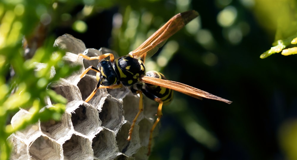 a close up of a yellow and black insect on a plant