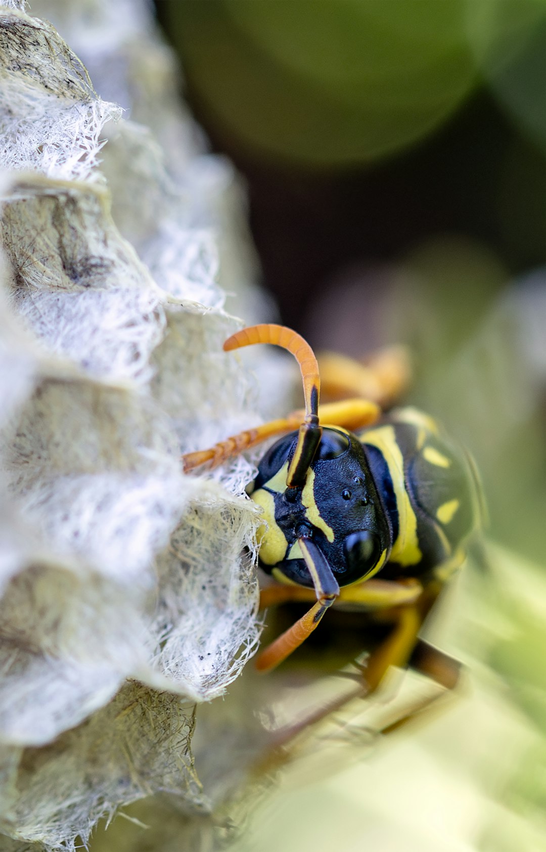A wasp building its nest.