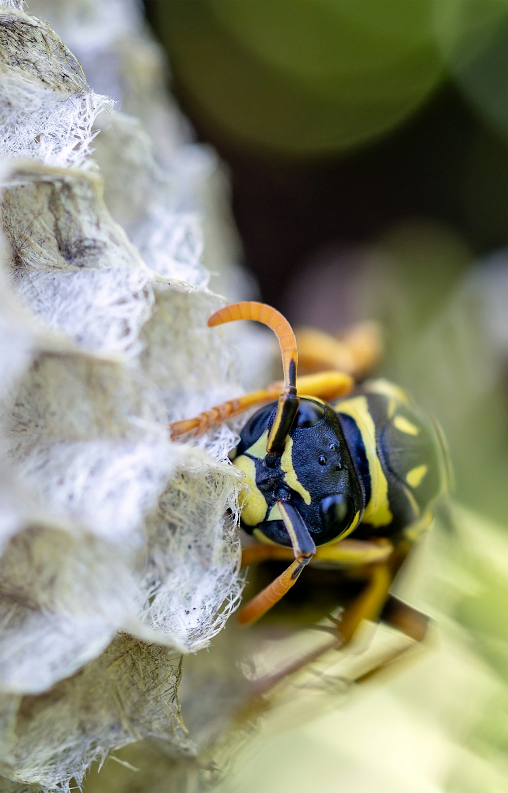 a close up of a yellow and black insect on a plant