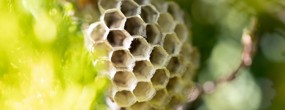 a close up of a beehive made of honeycombs