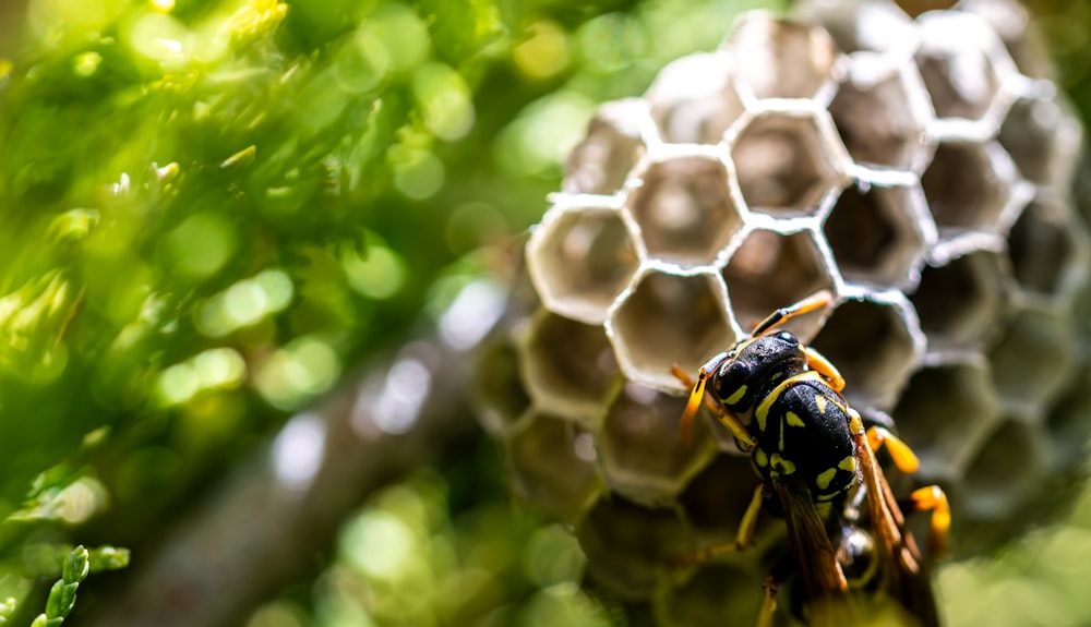 a yellow and black insect sitting on top of a green plant