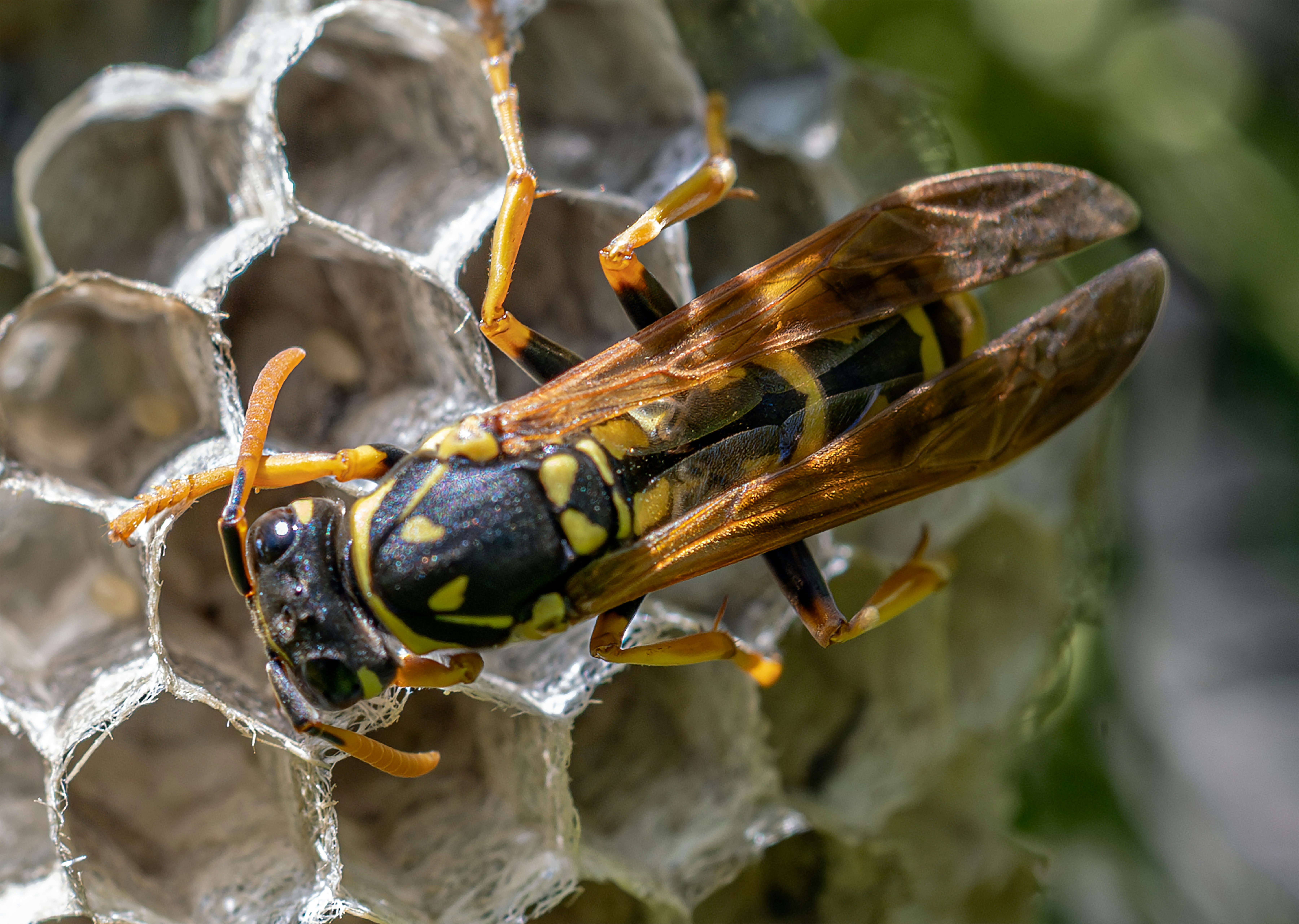 A close up of a yellow and black insect photo – Free Animal Image on ...