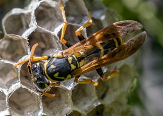 a close up of a yellow and black insect