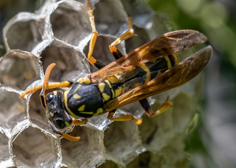 a close up of a yellow and black insect