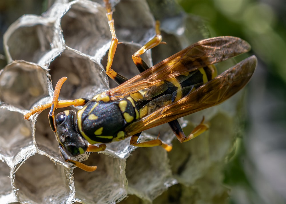 Nahaufnahme eines gelb-schwarzen Insekts