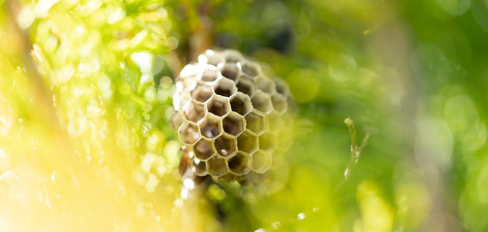 a close up of a beehive hanging from a tree