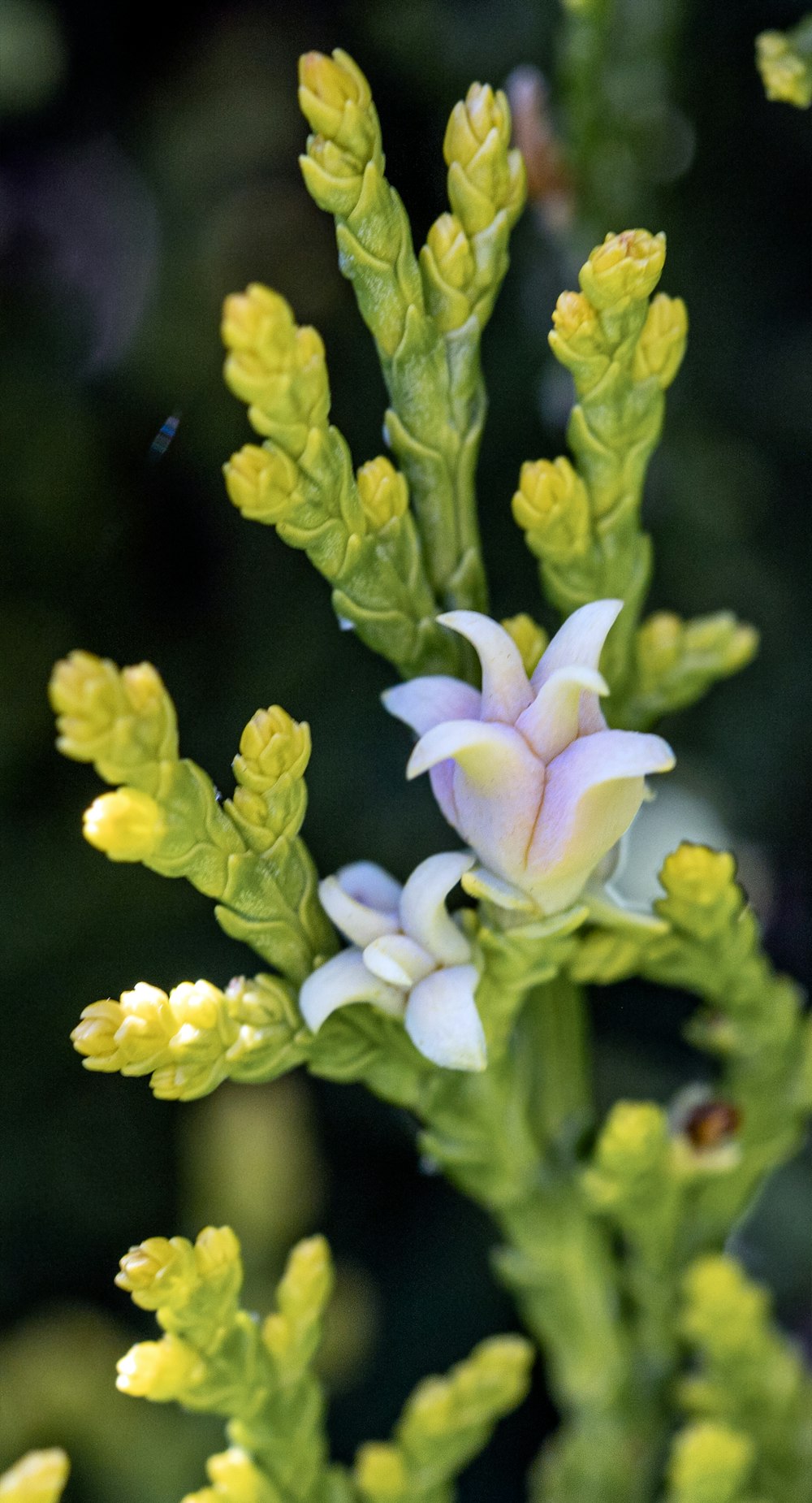 a close up of a flower on a plant