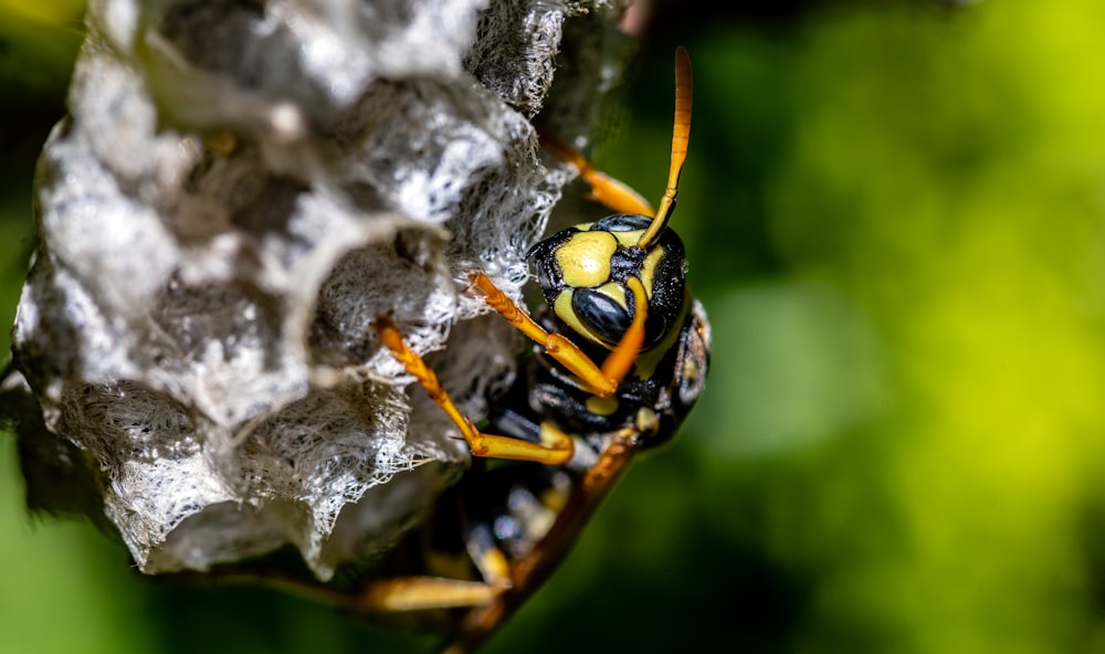 a close up of a yellow and black insect on a plant