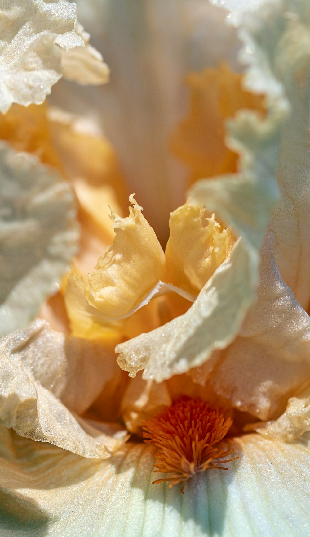 a close up of a white and yellow flower