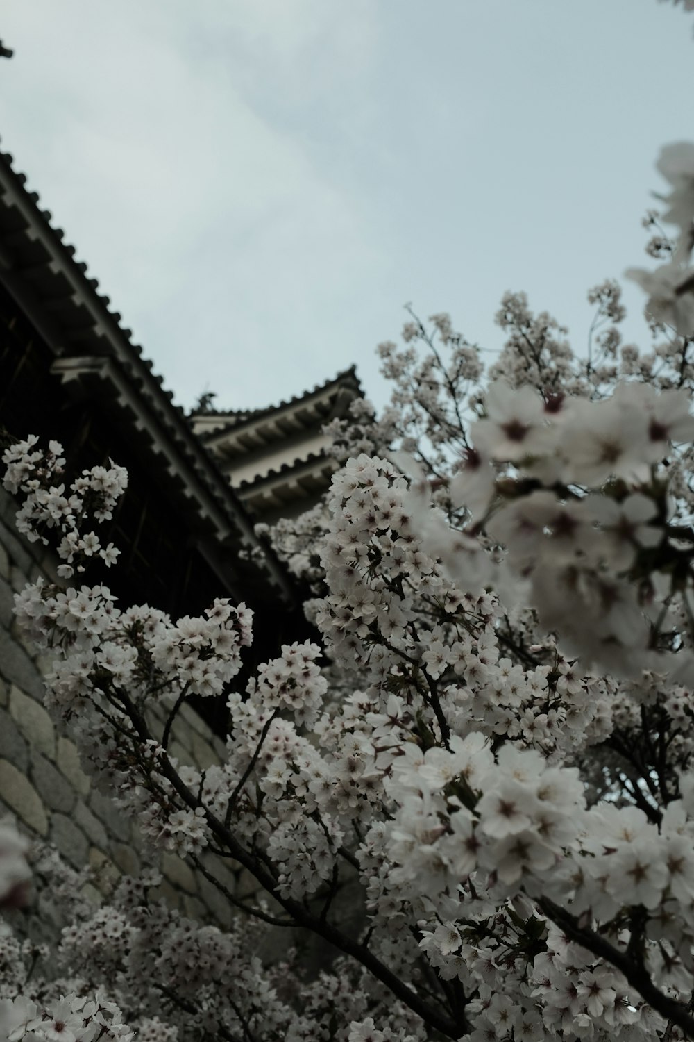 a tree with white flowers in front of a building