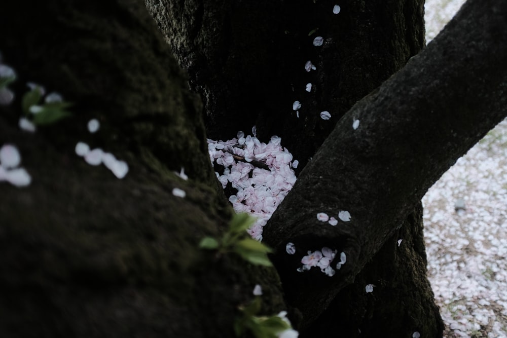 a tree with snow on the branches and snow on the ground