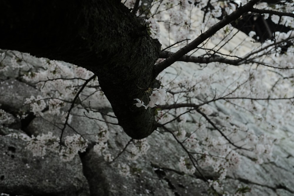 a black and white photo of a tree with white flowers