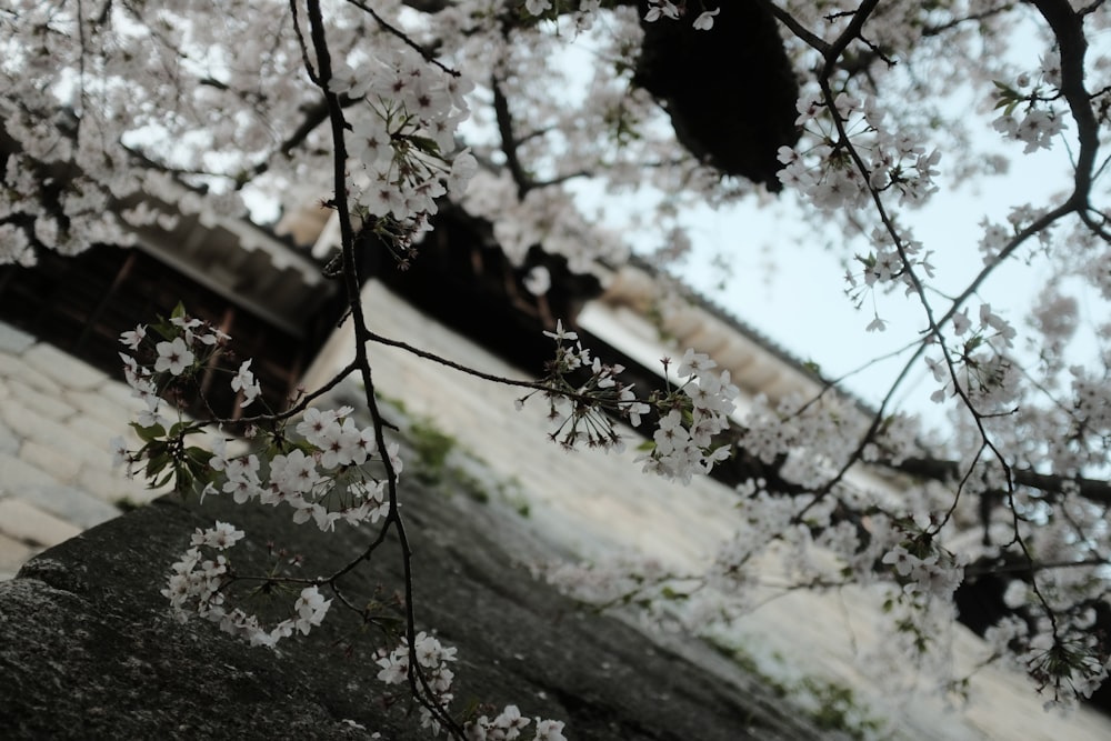 a tree with white flowers in front of a building