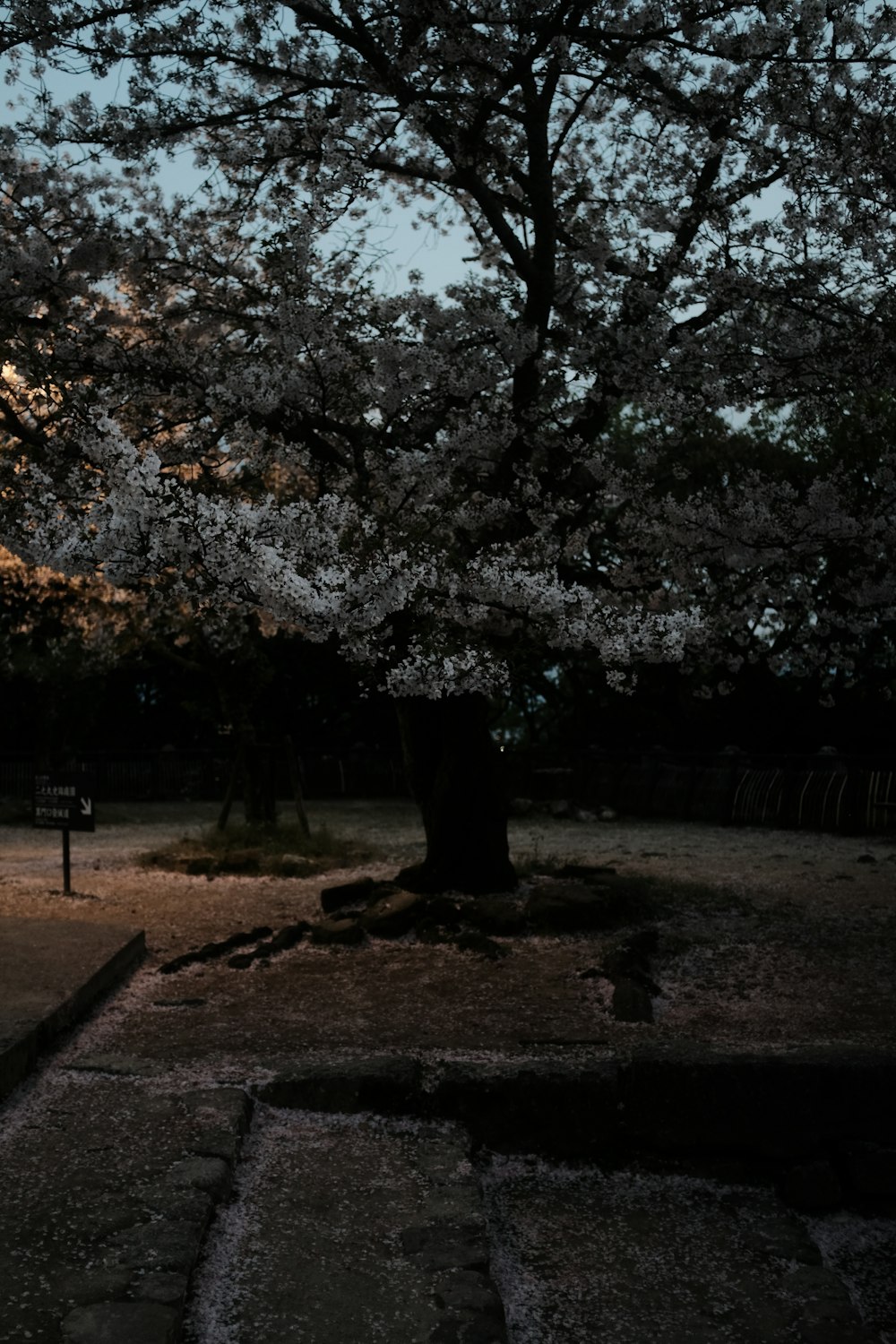 a tree in a park with a bench under it