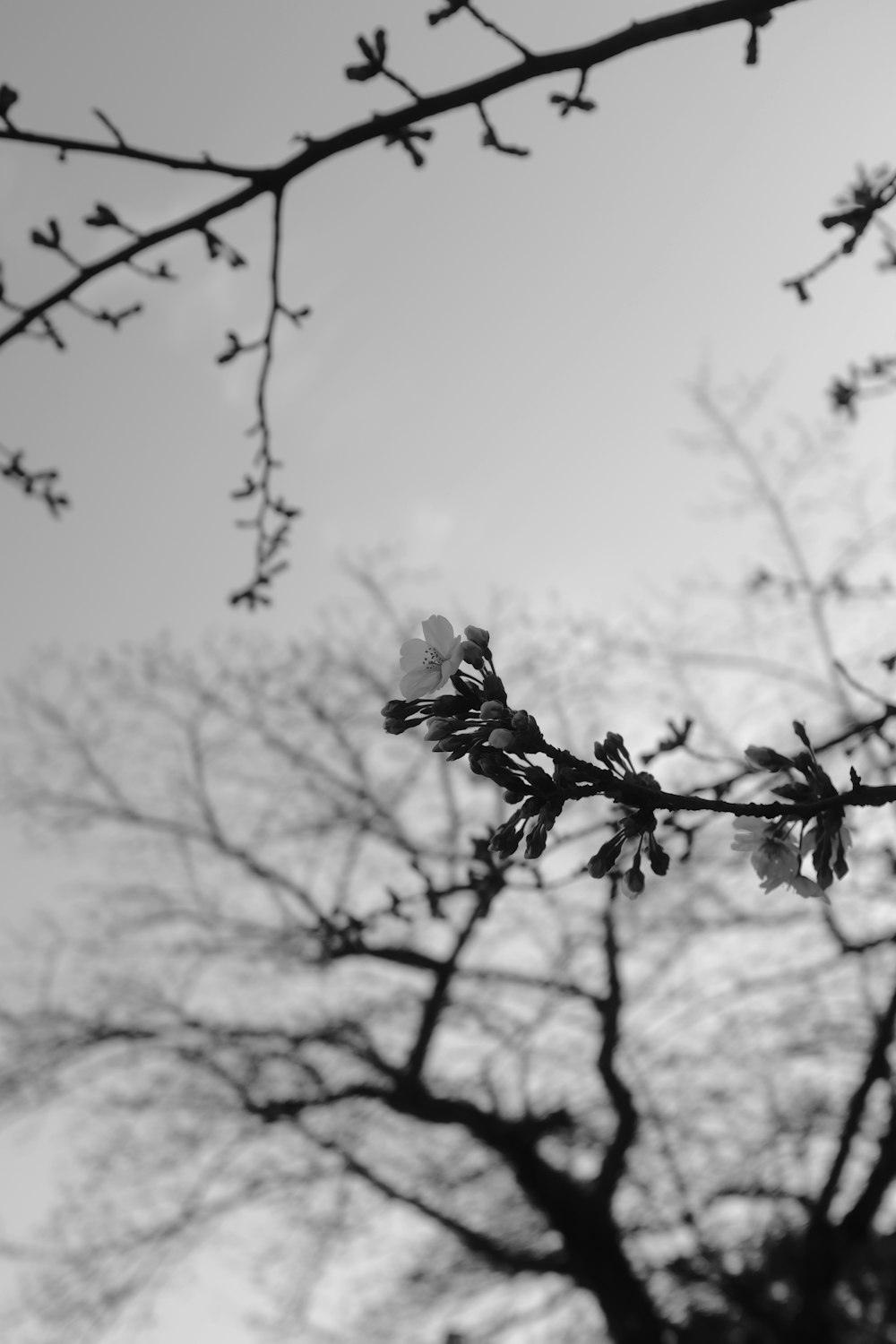 a black and white photo of a tree branch