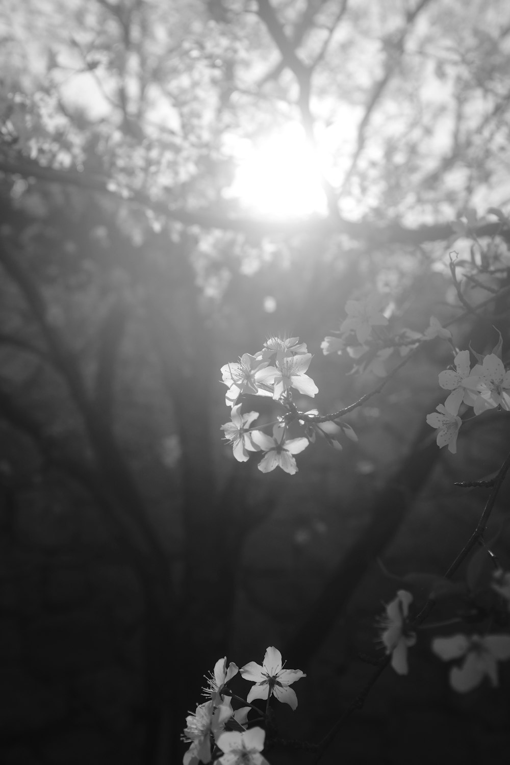 the sun shines through the branches of a tree