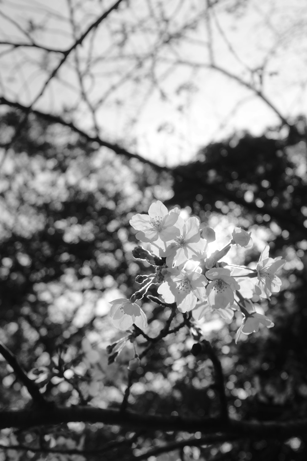 a black and white photo of a flowering tree