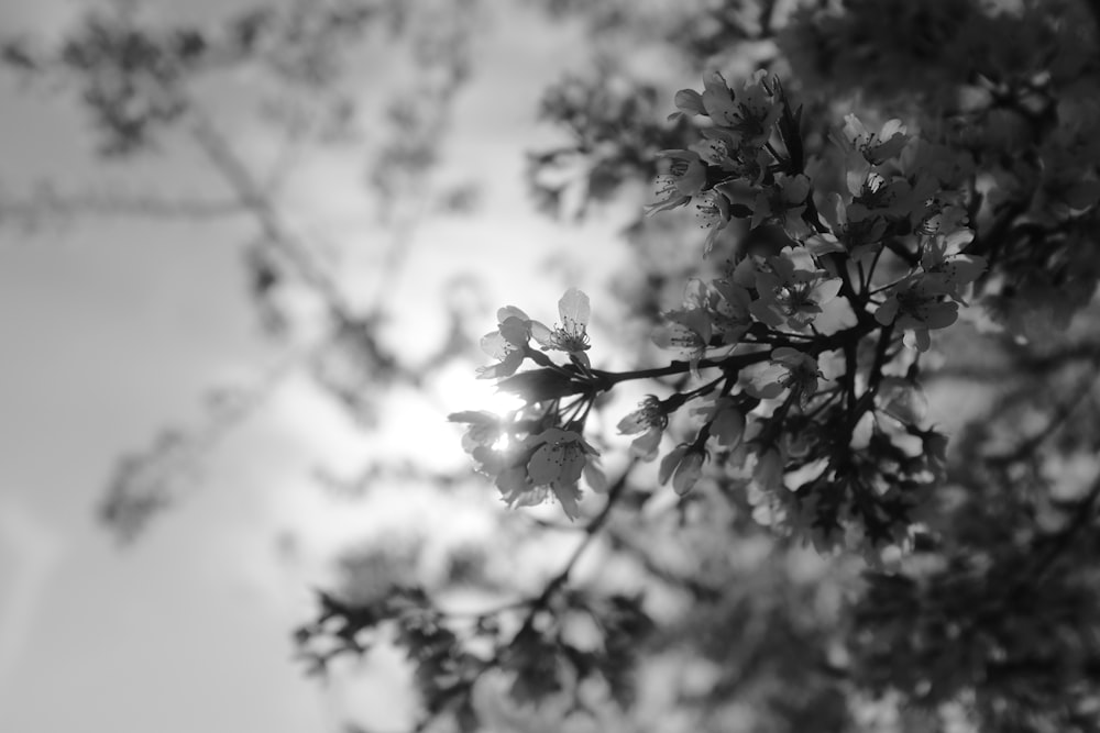 a black and white photo of a tree branch