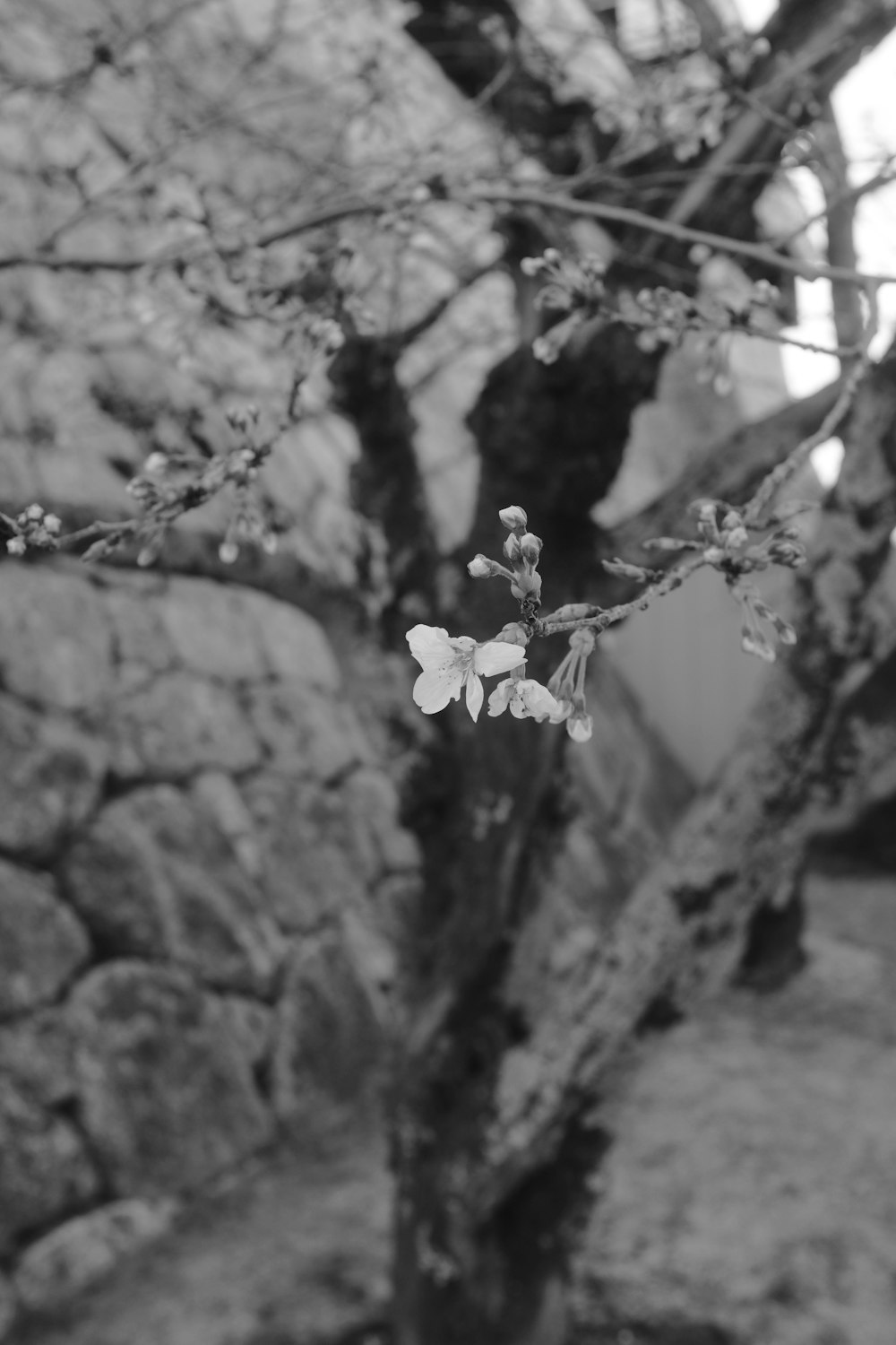 a black and white photo of a tree with flowers