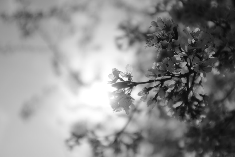 a black and white photo of a tree branch