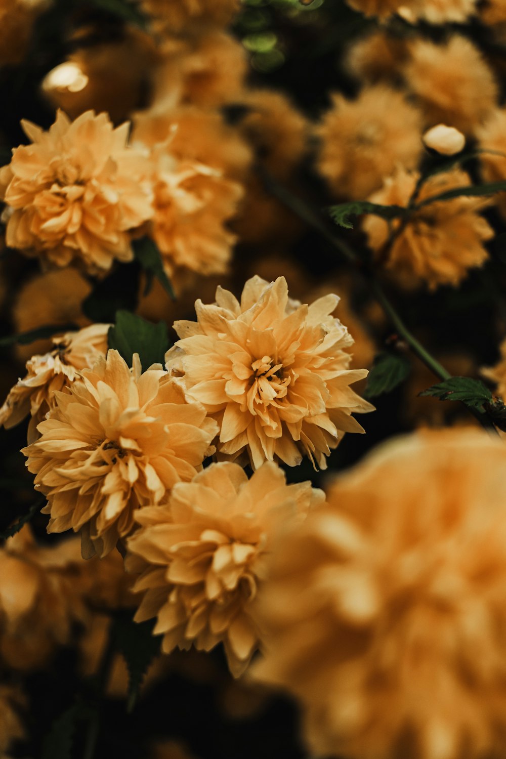 a bunch of yellow flowers with green leaves