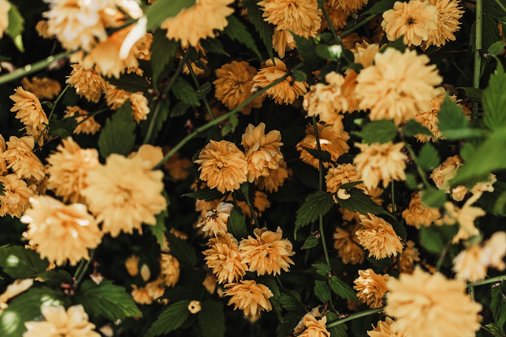 a bunch of yellow flowers with green leaves