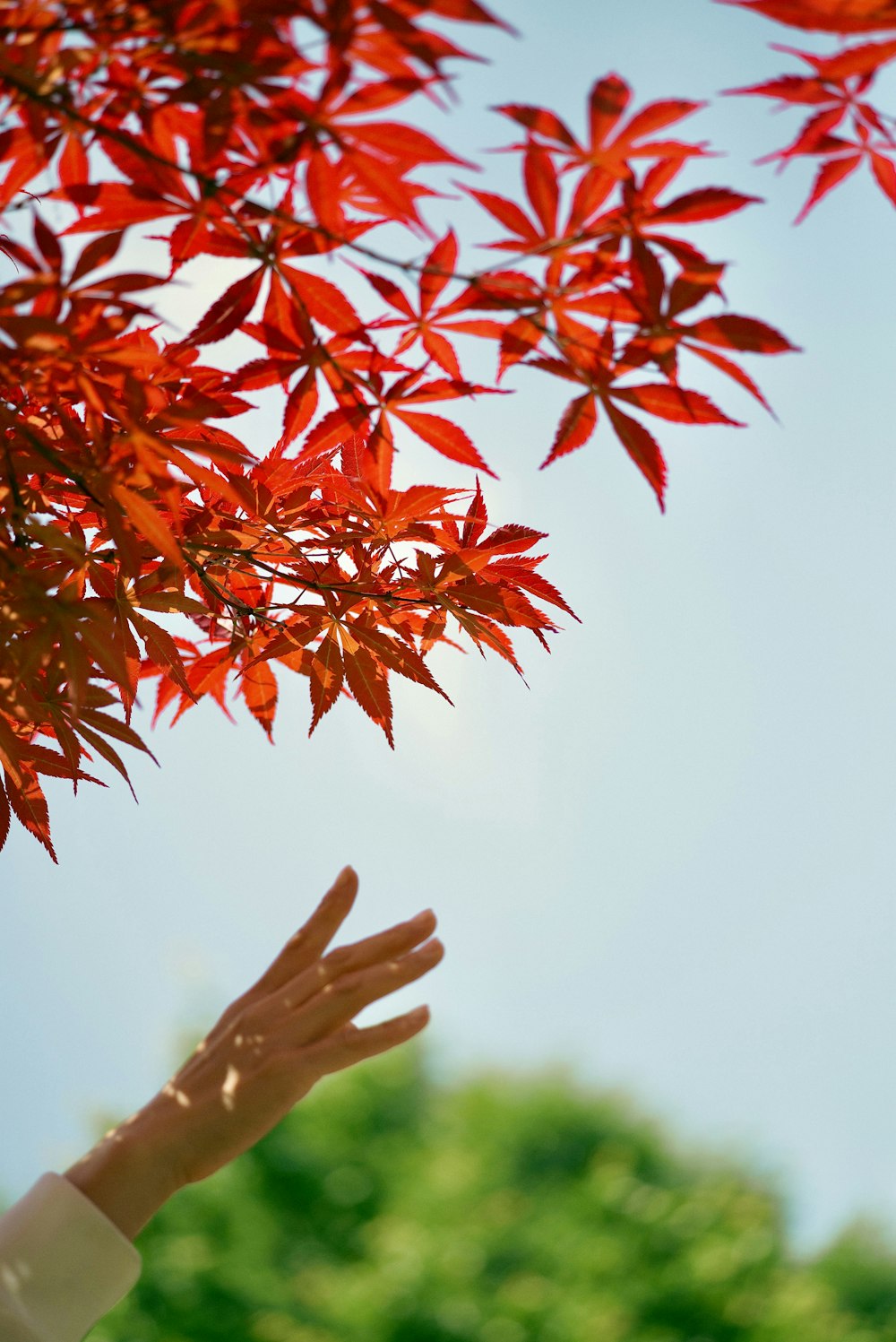 a person reaching up to a tree with red leaves