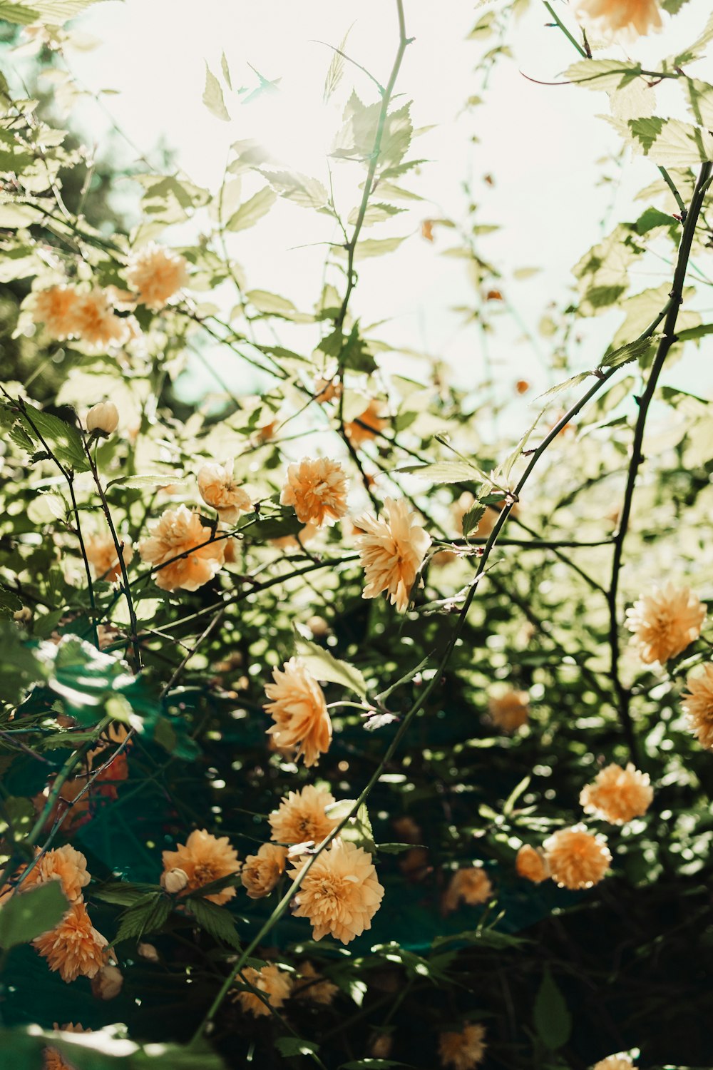 a bunch of flowers that are on a tree