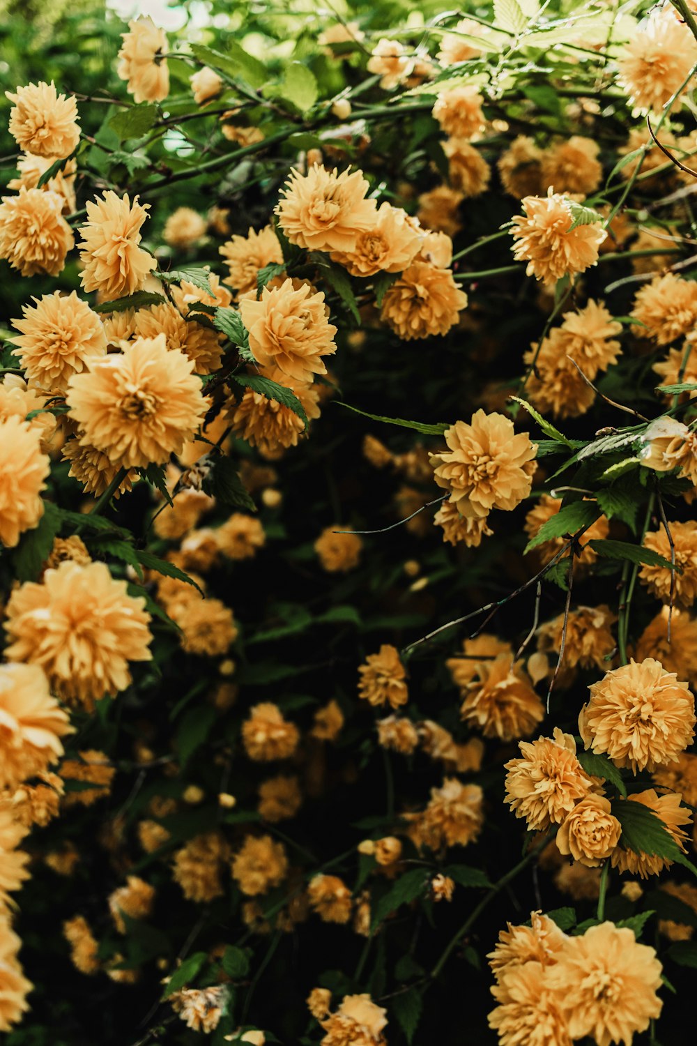 a bush of yellow flowers with green leaves