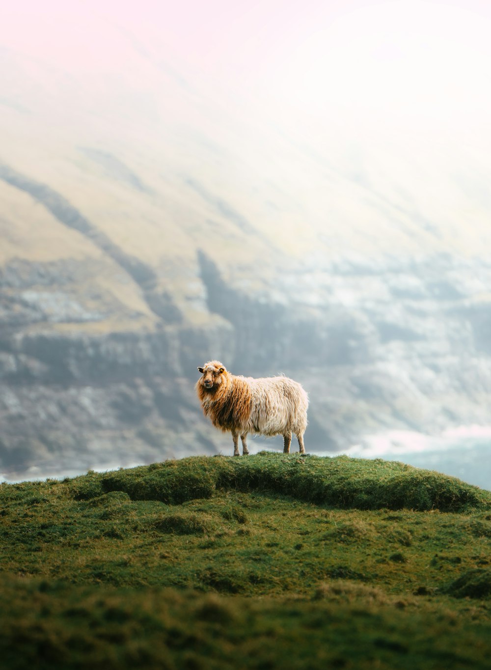 a sheep standing on top of a lush green hillside