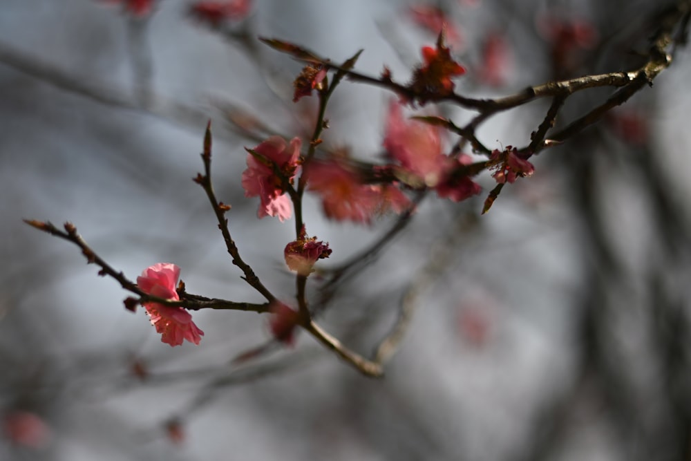 a close up of a tree with pink flowers