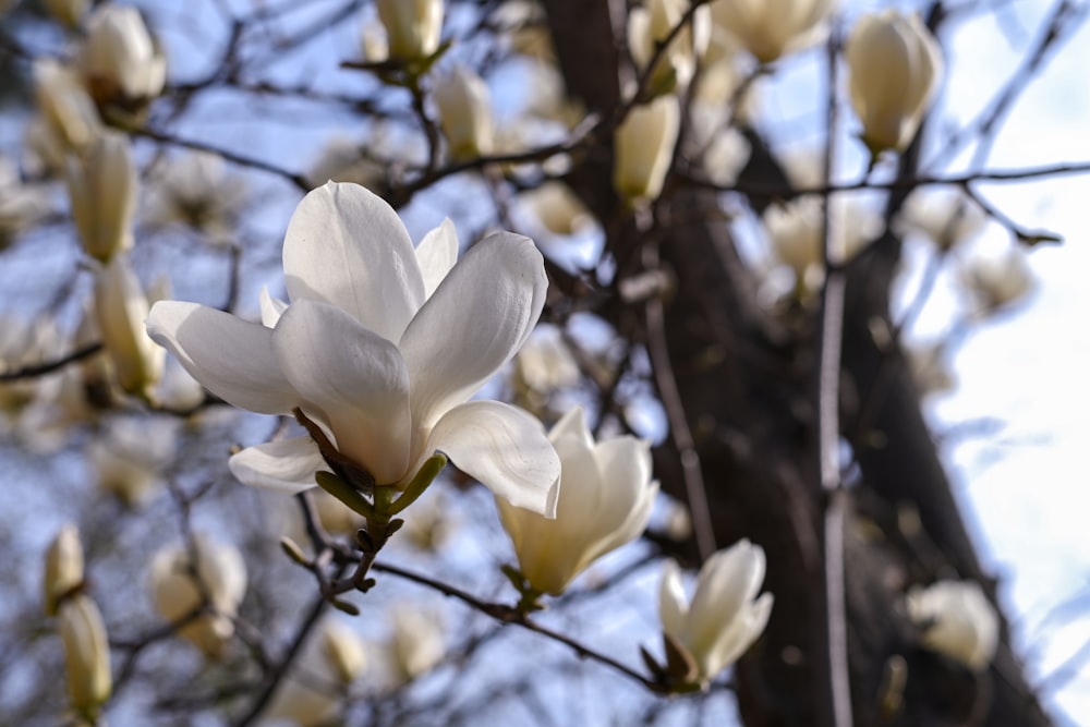 a white flower is blooming on a tree