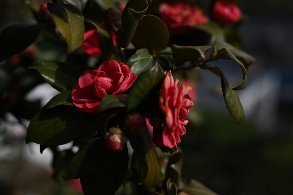 a close up of a tree with red flowers