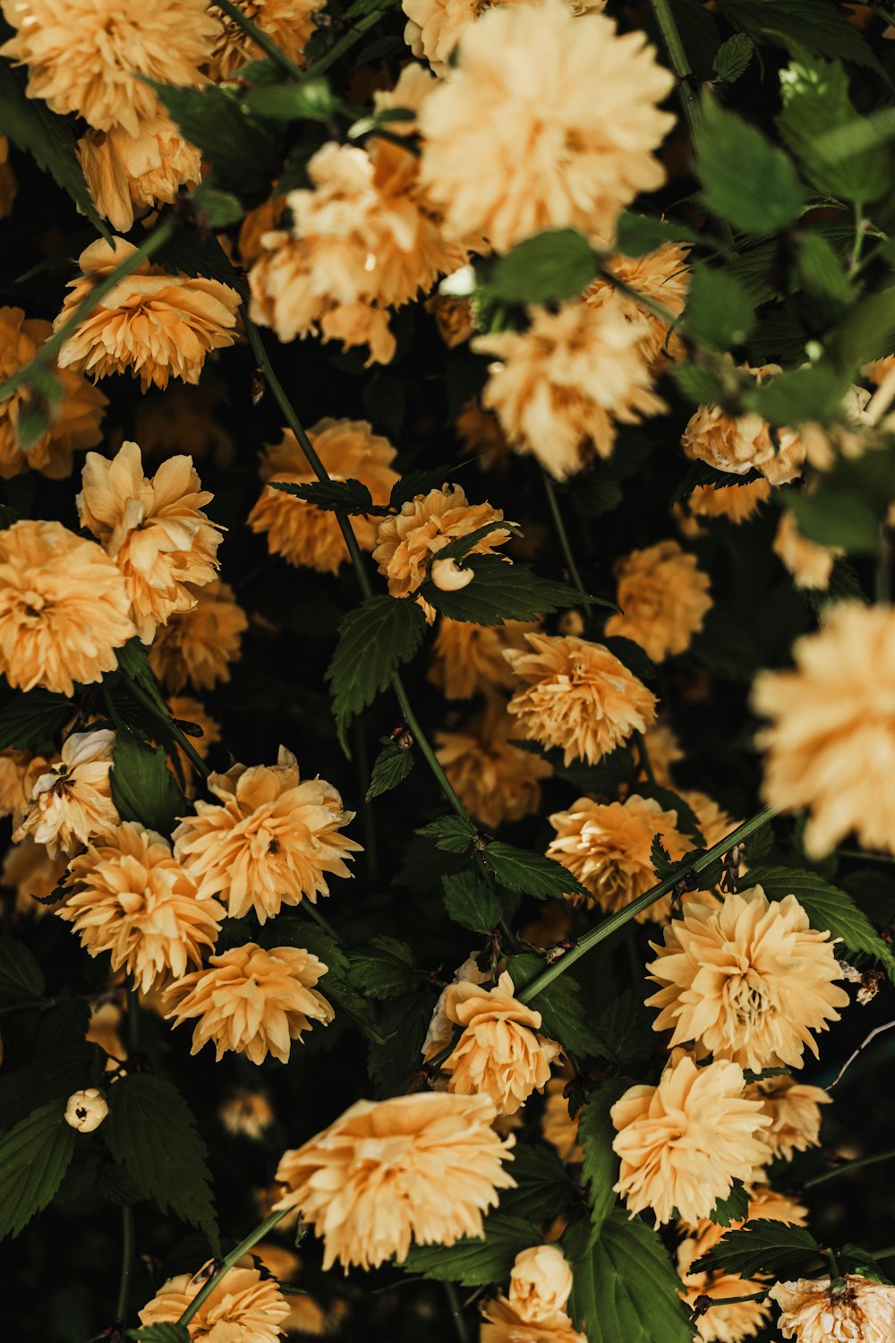 a close up of a bunch of yellow flowers