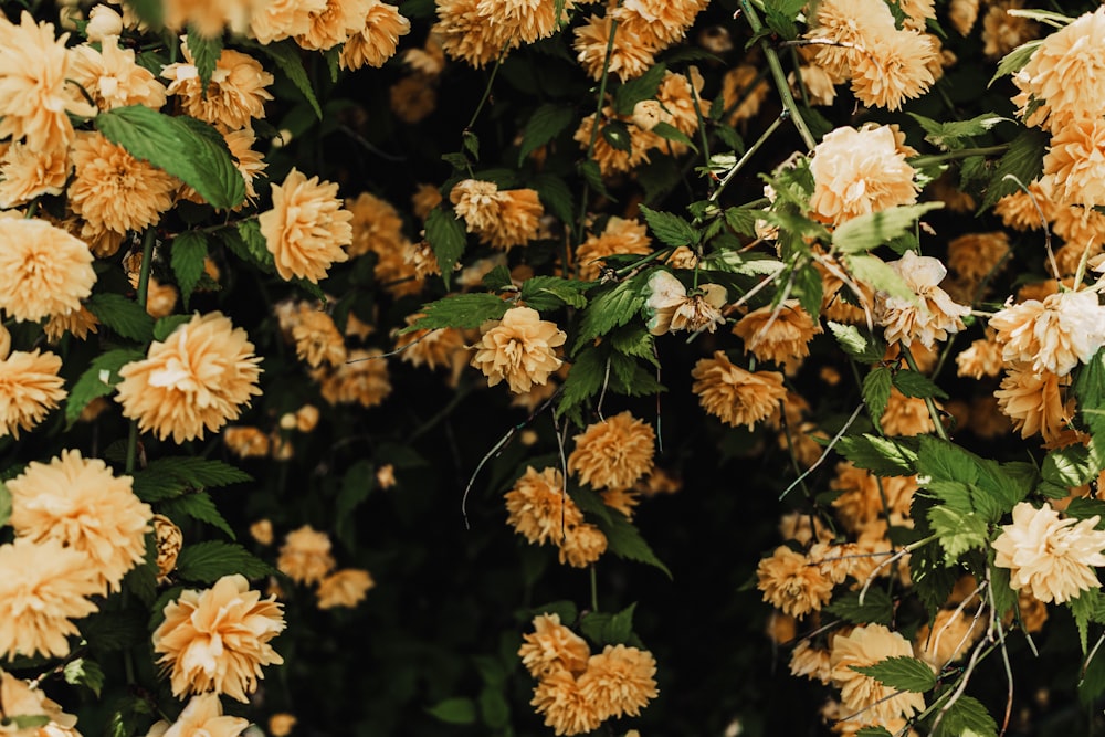 a bunch of flowers that are on a tree