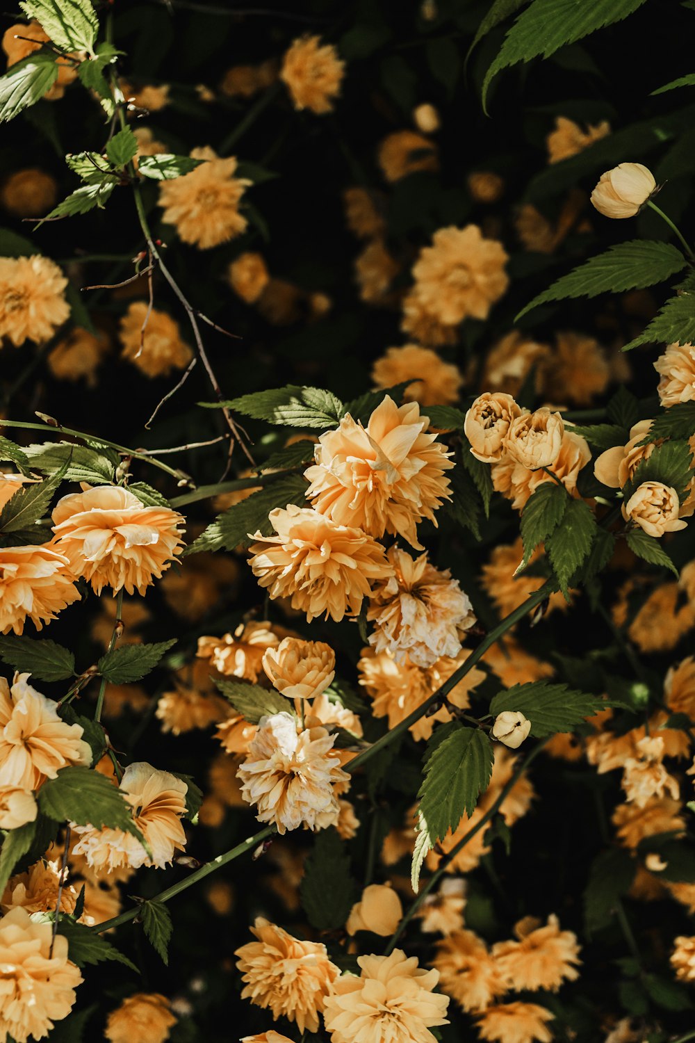 a bunch of flowers that are on a tree