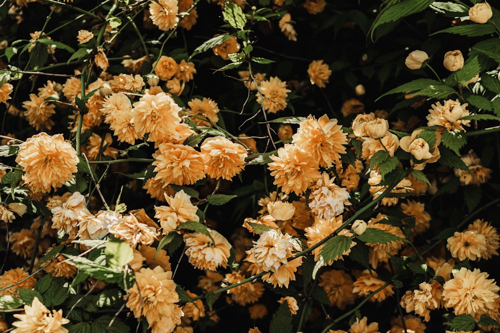 a bunch of flowers that are on a tree