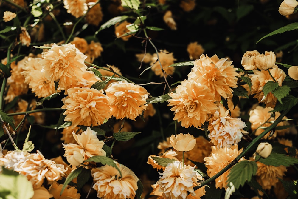 a bunch of flowers that are on a tree