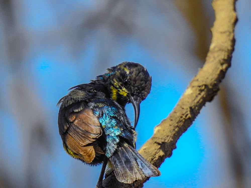 a bird sitting on top of a tree branch