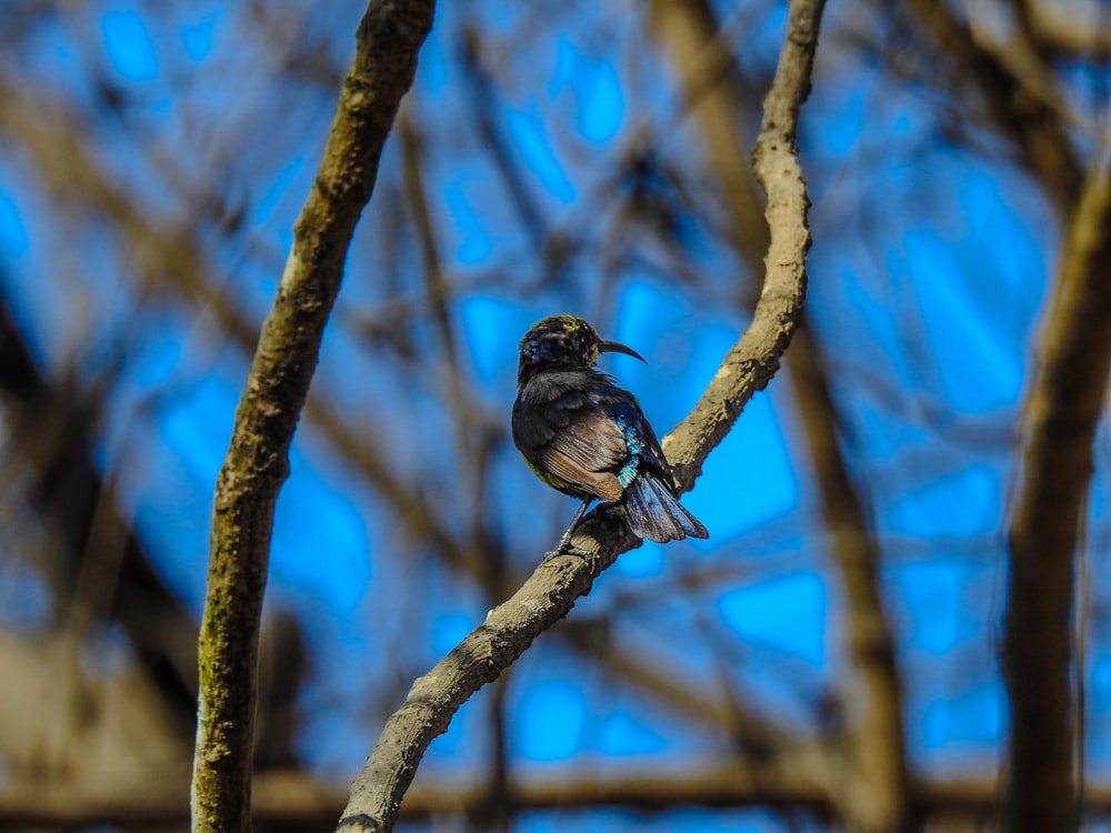 a bird sitting on a branch of a tree