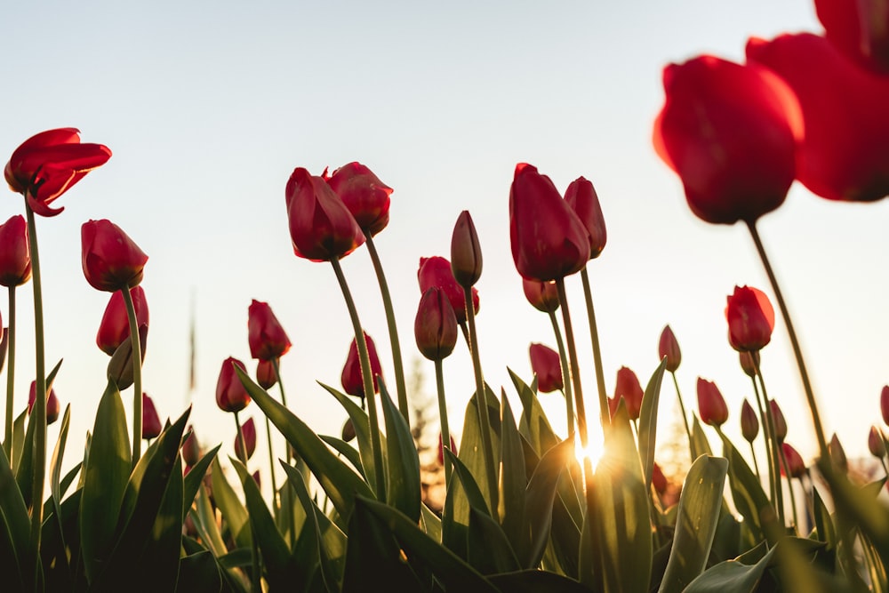 a field of red tulips with the sun in the background