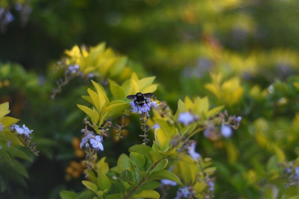 a bee sitting on top of a green plant