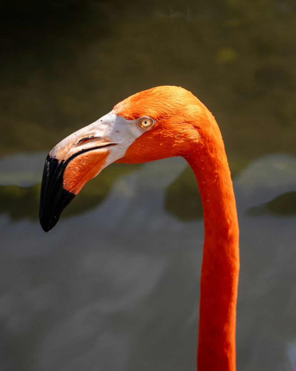 a close up of a flamingo with a body of water in the background