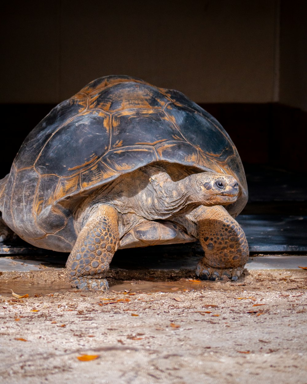 a large turtle walking across a sandy ground