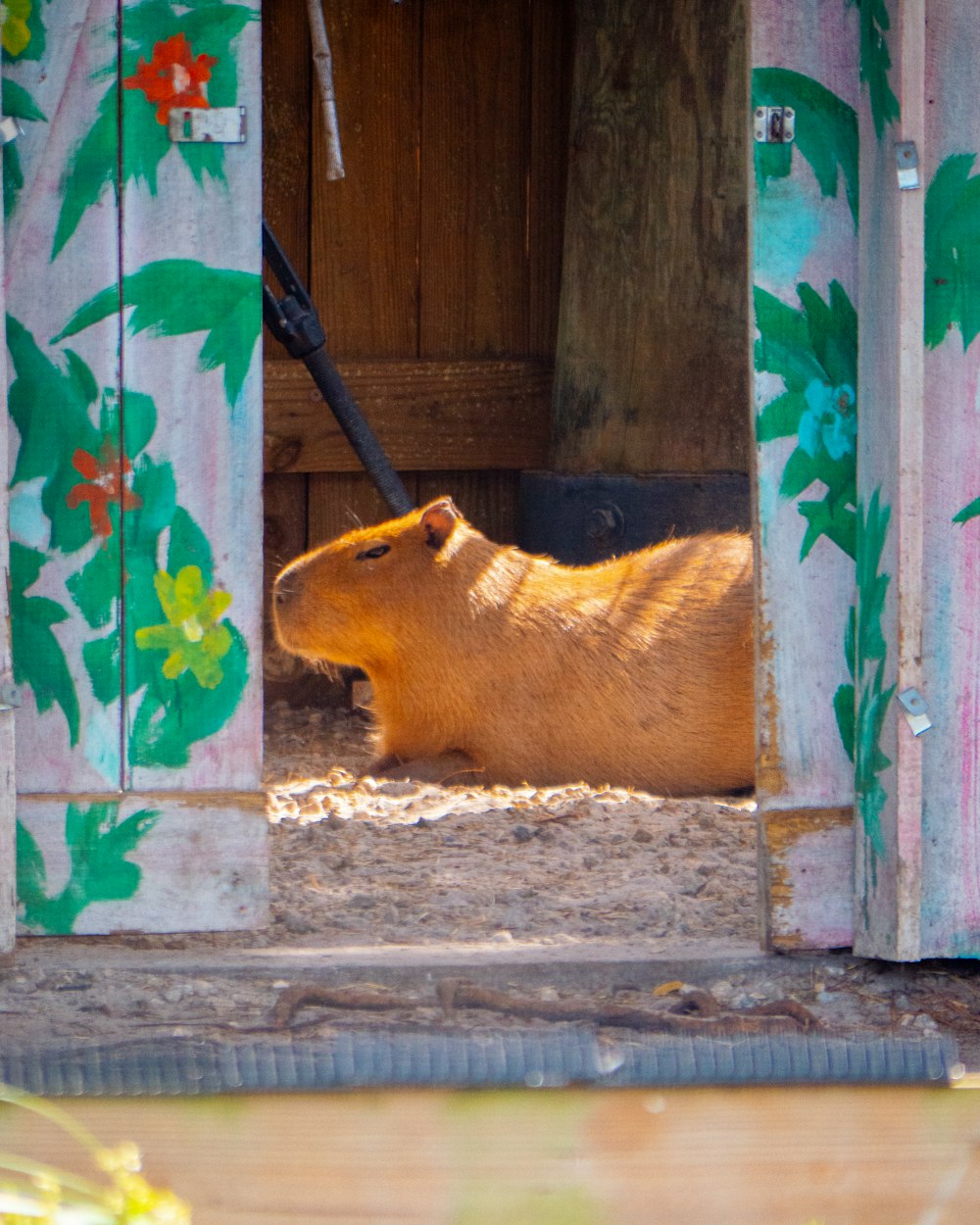 a brown and white animal laying on top of a dirt ground