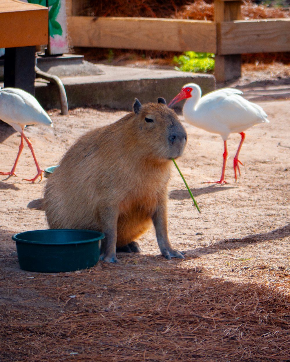 a capybara eating grass in a zoo enclosure