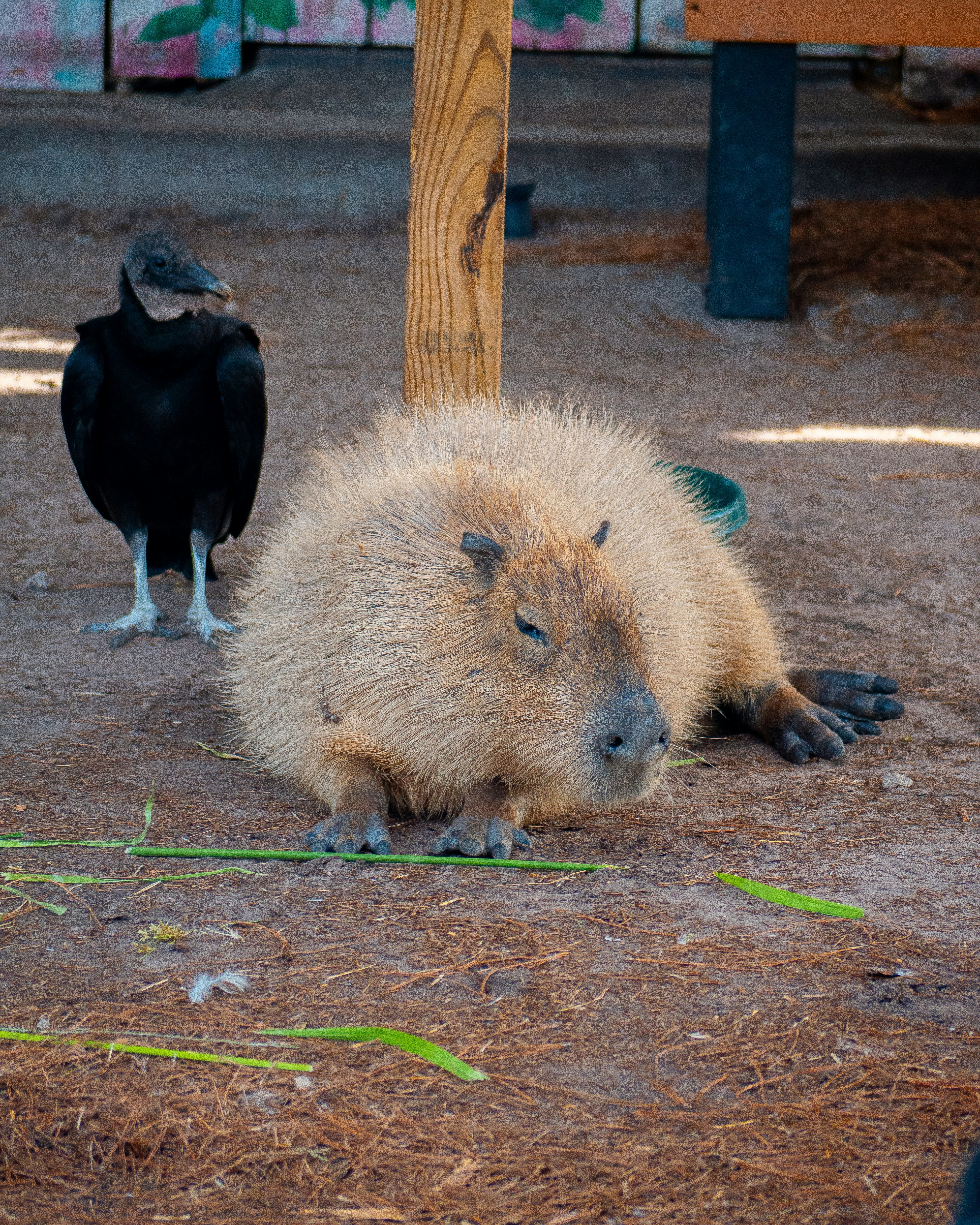 Capybara standing near water and grass