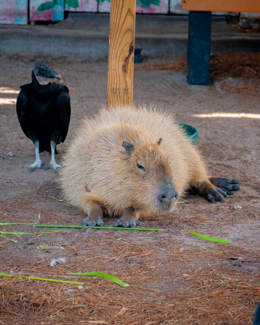 a capybara laying on the ground next to a bird