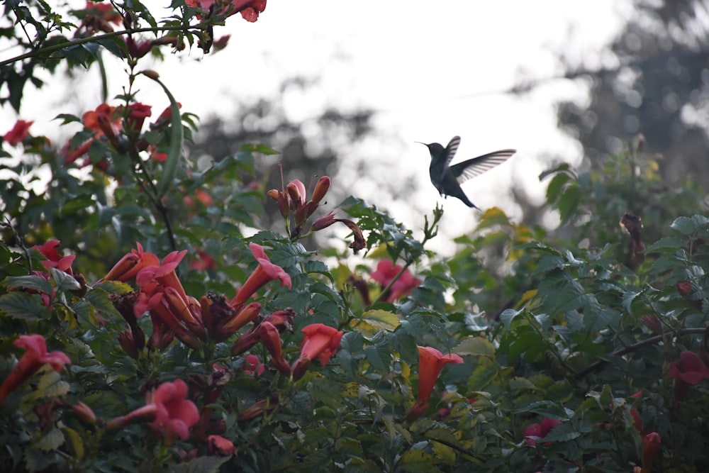 a hummingbird flying over a bush full of red flowers